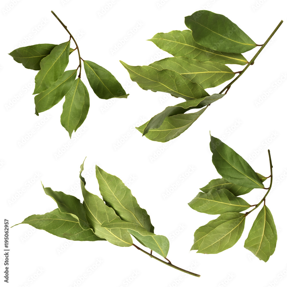 Fototapeta premium A set of dried green aromatic bay branch photos, isolated on white. Laurel twigs. Photo of laurel bay harvest for eco cookery business. Antioxidant kitchen herbs.