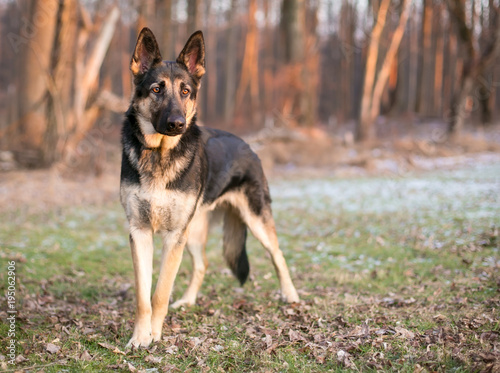 A purebred German Shepherd dog outdoors