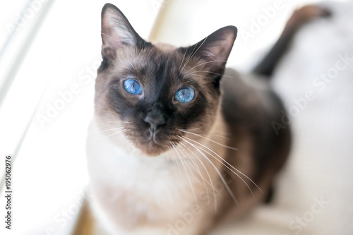 Canvas Print Portrait of a purebred Siamese cat with seal point markings and brilliant blue e