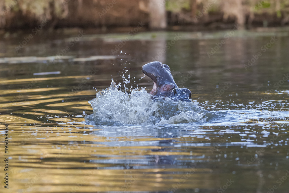 Fototapeta premium Hippopotamus Sleeping, Kruger National Park