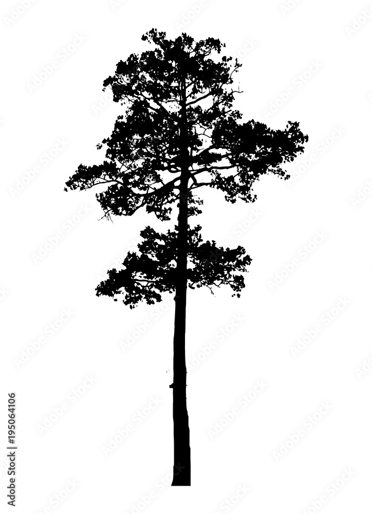 tree silhouette isolated on white background.