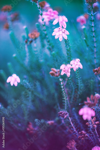 Flowers macro. Unusual blue colors. Nature © Valeriy