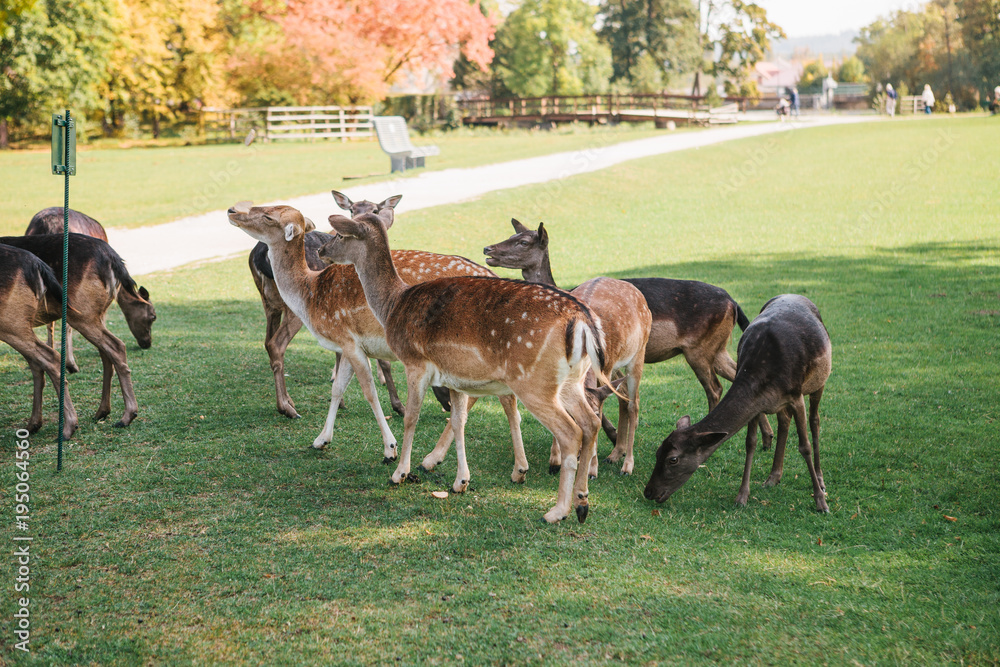 Animals are looking for food. A group of young deer walks through a warm green sunny meadow next to the trees Animals are looking for food. A group of young deer walks through a warm green sunny meadow next to the trees