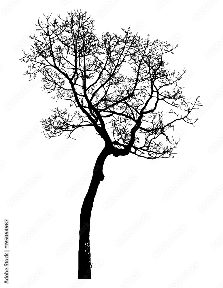 Fototapeta premium tree silhouette isolated on white background.