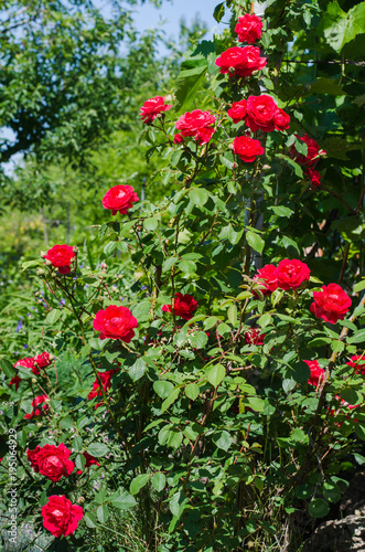 Flowering red climbing roses in the garden