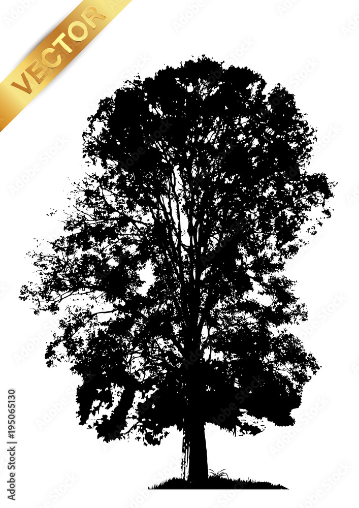 Fototapeta premium tree silhouette isolated on white background.