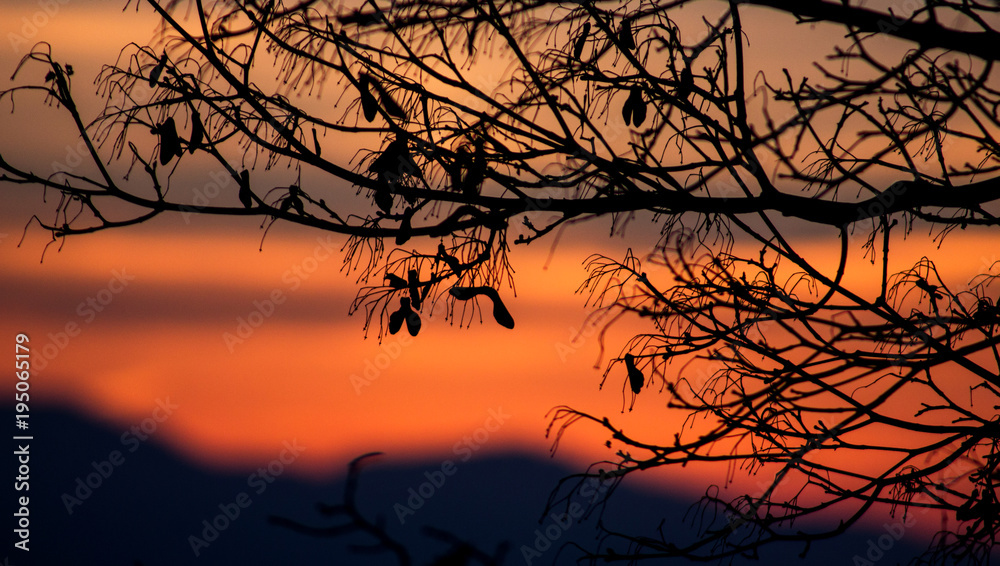 Ahornast vor Abendrot Ahornast vor Abendrot