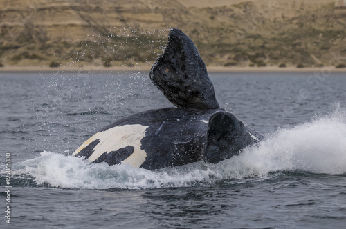 Southern Right Whale, Patagonia, Argentina