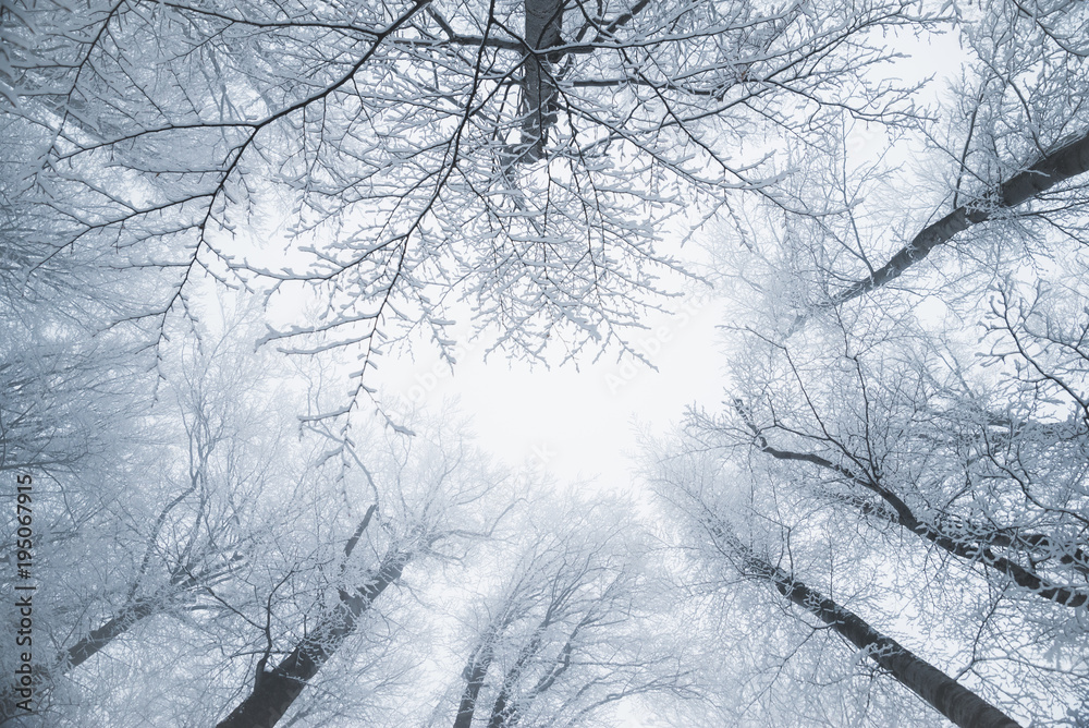 Winter day in the forest Winter day in the forest