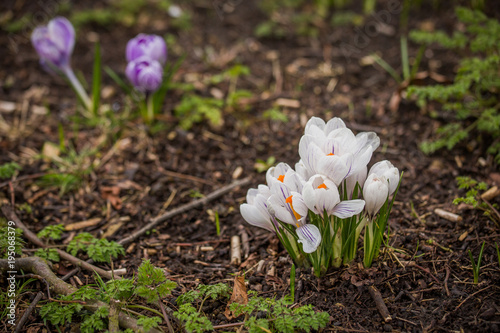 Fototapeta Naklejka Na Ścianę i Meble -  Spring crocus chrysanthus white flowers
