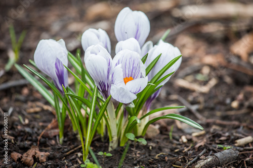 Spring crocus chrysanthus white flowers photo