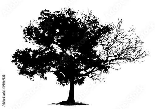tree silhouette isolated on white background.