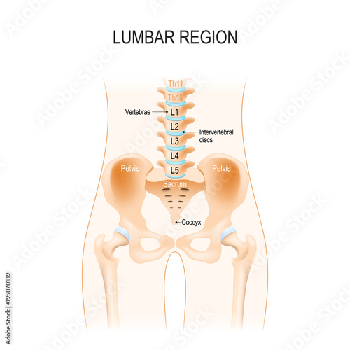 Lumbar region. Human anatomy