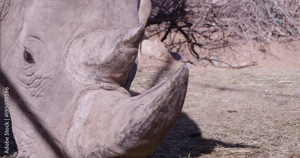 Rhinoceros rhino horn turns to face camera - close up Rhinoceros rhino horn turns to face camera - close up