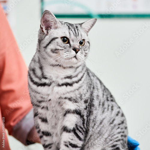 Scottish straight cat in veterinary clinic during examination © Denys Kurbatov