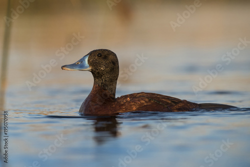 la pampa, lake duck, oxyura vittata, patagonia, 