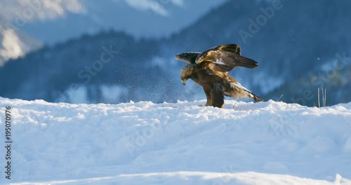 Golden eagle landing in the snow at mountain peak at the winter