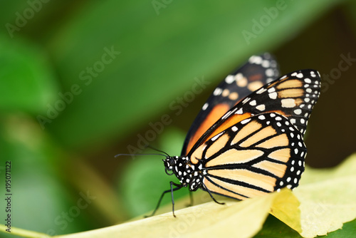 yellow and orange butterfly hidden in dense green forest, insects in nature