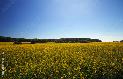Fototapeta Naklejka Na Ścianę i Meble -  Beautiful landscape with field of yellow canola (Brassica napus L.) and blue sky