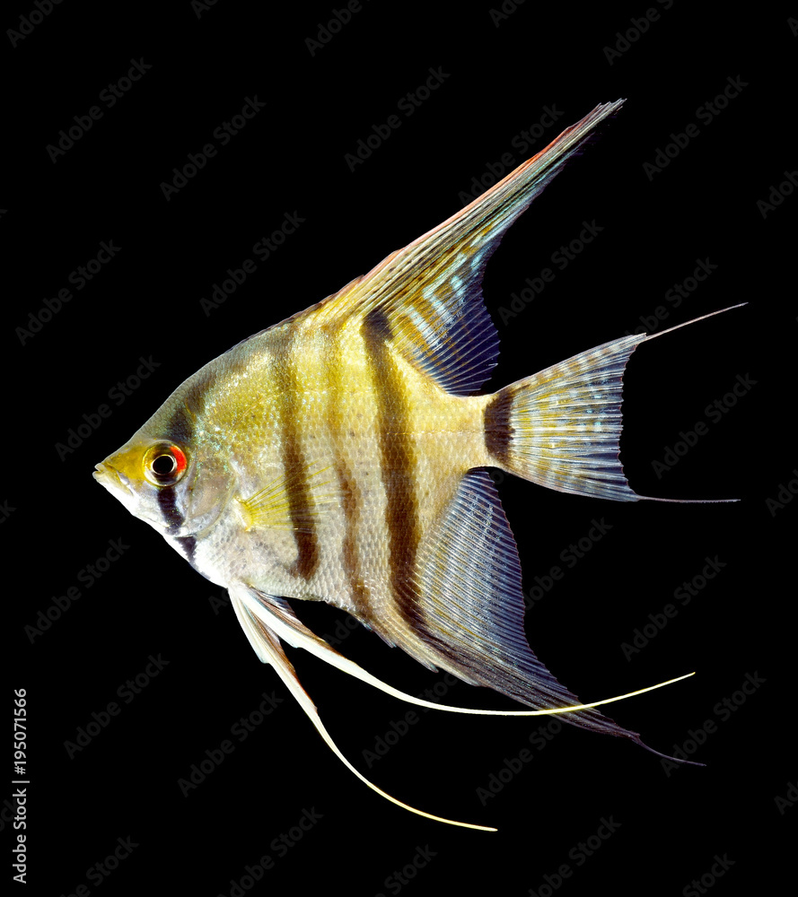 Fototapeta premium Zebra angelfish isolated on black