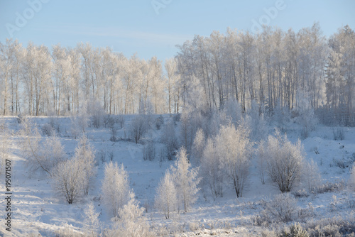 Snowy winter forest