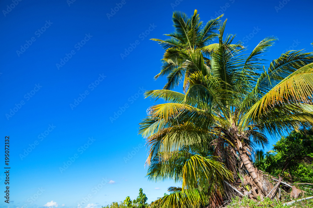 Naklejka premium Tropical beach with palm trees