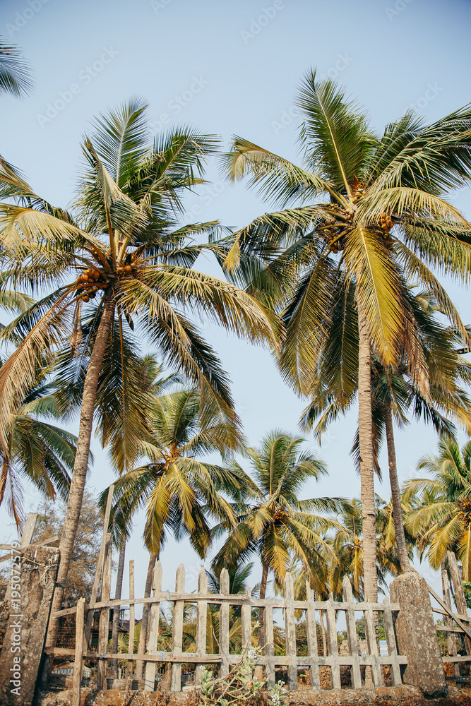 Fototapeta premium palm trees in the tropics in a summer sunny day