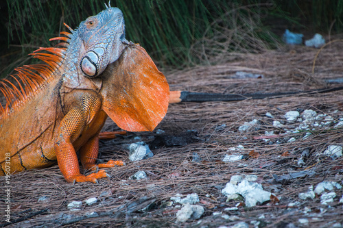 Beautiful orange iguana with large dewlap