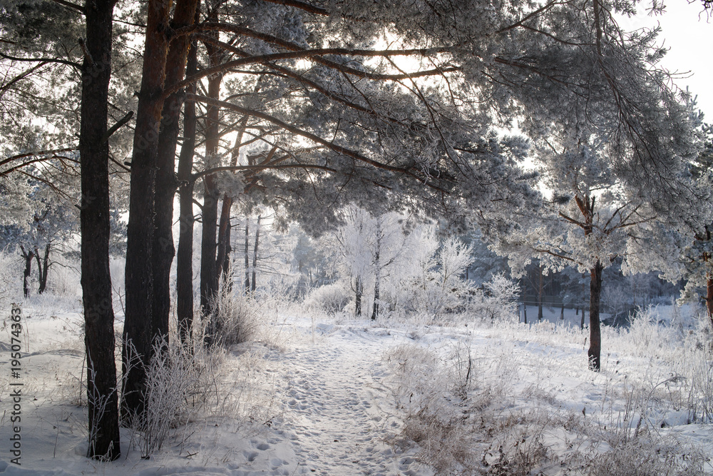 Snowy winter forest