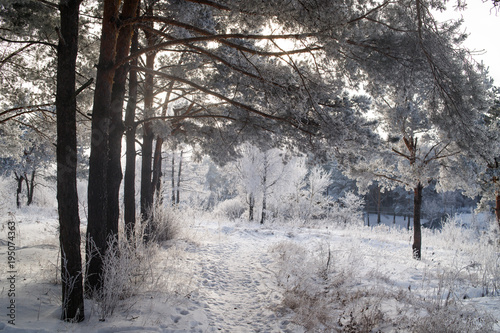 Snowy winter forest © Aleksei Zakharov