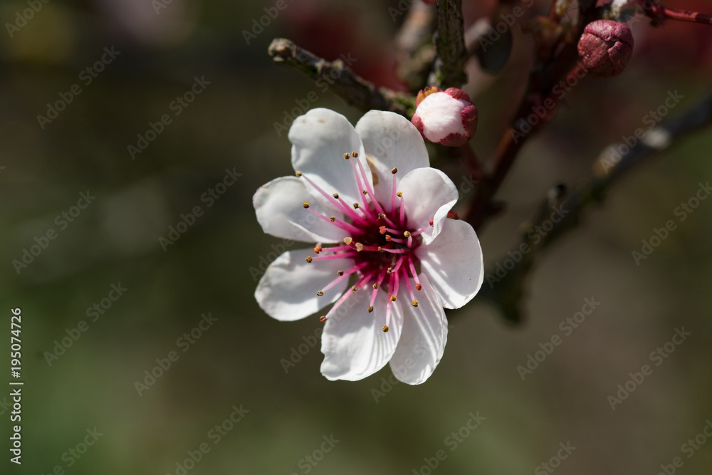 Blume Blume