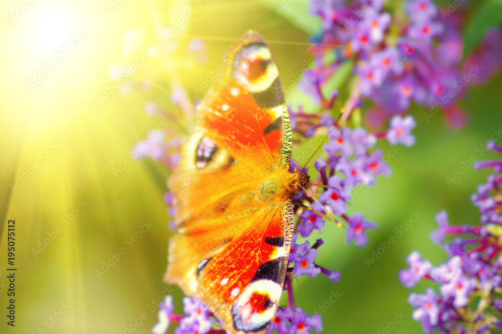 Wunderschöner Schmetterling