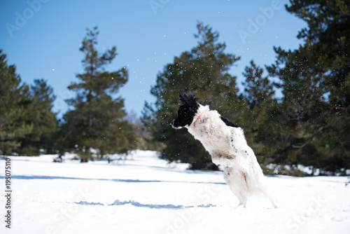 landseer in the snow winter white playing pure breed