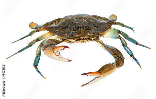 blue crab isolated on white background