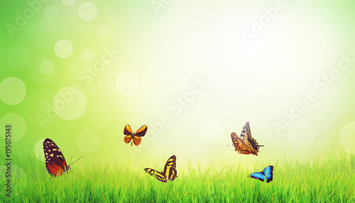 Wunderschöne Schmetterlinge © Thaut Images