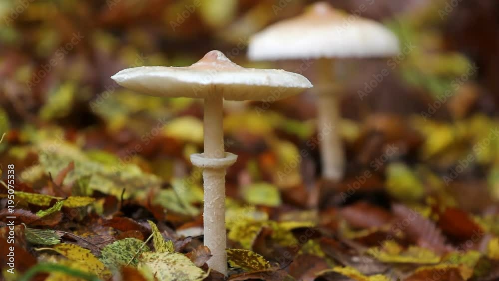 Mushrooms growing in the fallen leaves of autumn Mushrooms growing in the fallen leaves of autumn