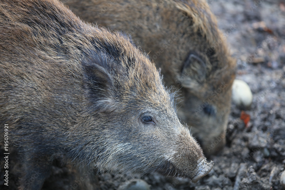 Wild Boar Piglets (Sus Scrofa) in the Forest. Germany Wild Boar Piglets (Sus Scrofa) in the Forest. Germany