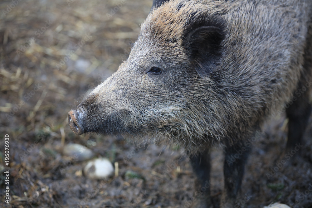 Wild Boar (Sus Scrofa) in the Forest. Germany Wild Boar (Sus Scrofa) in the Forest. Germany