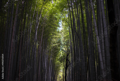 Japanischer Wald mit hohem Bambus