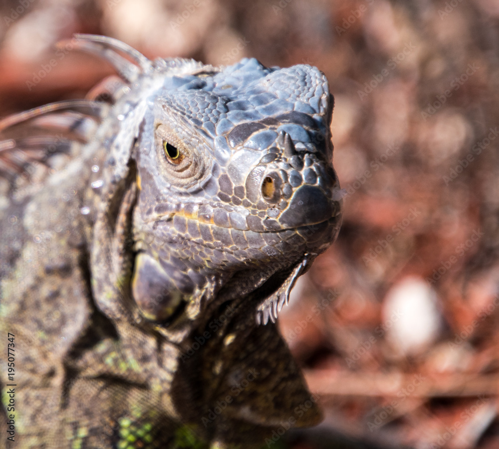 Beautiful orange iguana with large dewlap Beautiful orange iguana with large dewlap