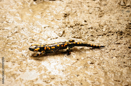 Feuersalamander