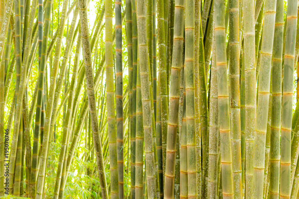 Bamboo forest, green bamboo grove in morning sunlight, Sulawesi, Indonesia. Bamboo forest, green bamboo grove in morning sunlight, Sulawesi, Indonesia.