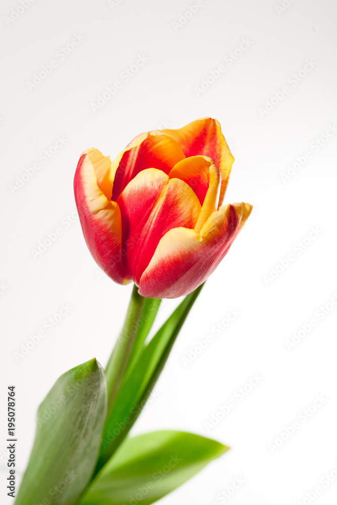 Fototapeta premium bouquet of red tulips in a vase on a white background gift for a girl on March 8 international female day