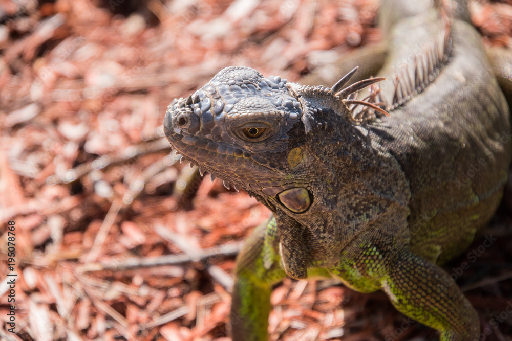 Fototapeta premium Beautiful closeup of green iguana