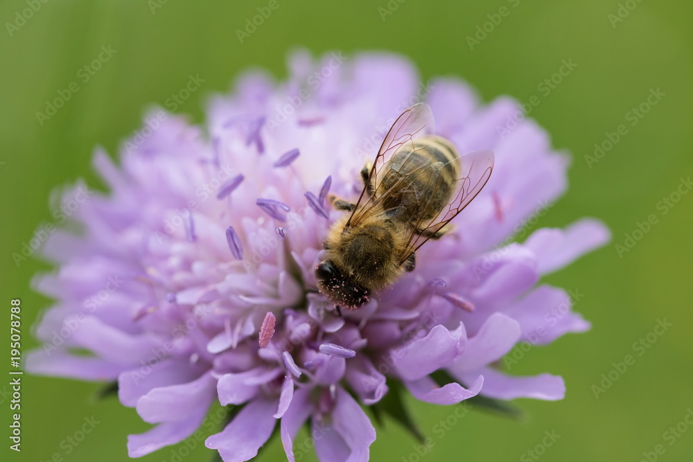 Biene Biene