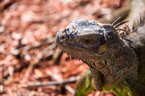 Beautiful closeup of green iguana