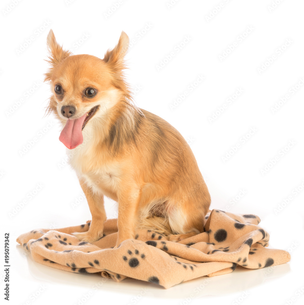 Chihuahua with long hair with a blanket with traces of paws Chihuahua with long hair with a blanket with traces of paws