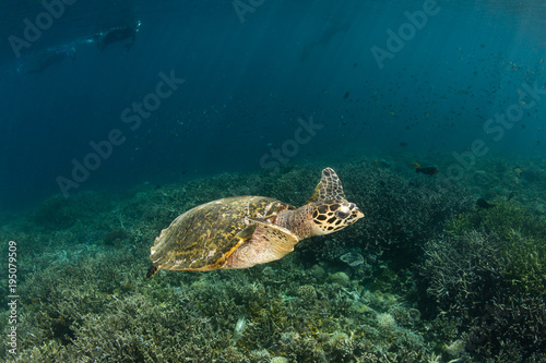 Hawksbill Turtle Swimming in Raja Ampat