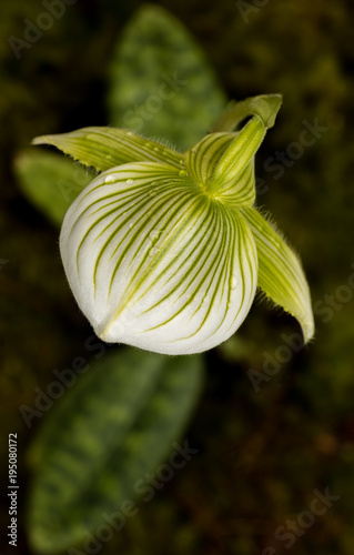 Close-up of green and white striped Paphiopedilum orchid in bloom from above
