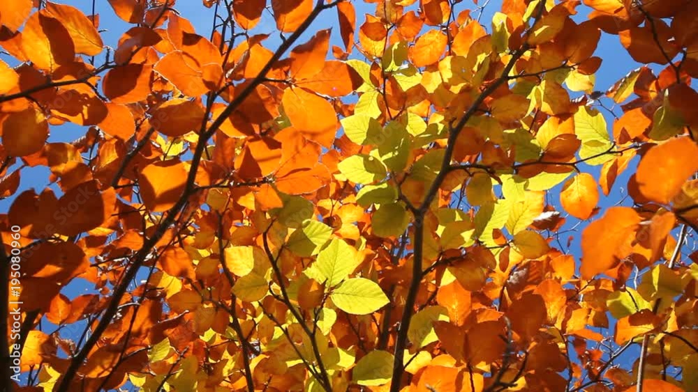 Bright yellow and cooper colored autumn leaves in warm sun light Bright yellow and cooper colored autumn leaves in warm sun light